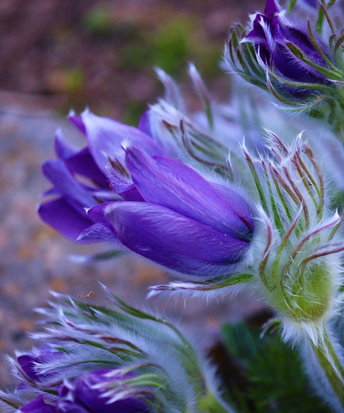 Pulsatilla Kuhschelle